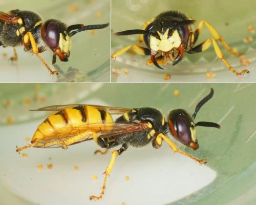 Réf. 287 492 : Philanthus triangulum